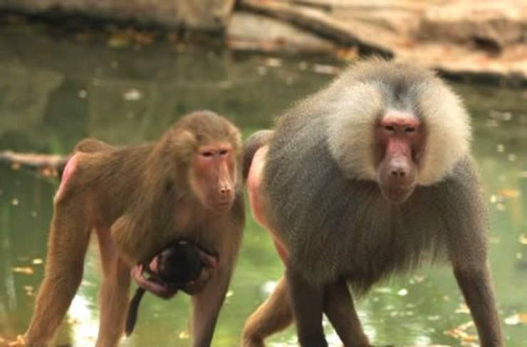 Storie di babbuini stupefacenti: queste scimmie sono davvero pazzesche