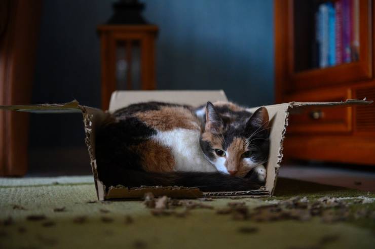 gatto scatola