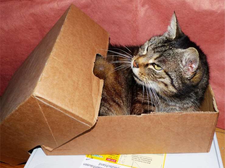 gatto scatola