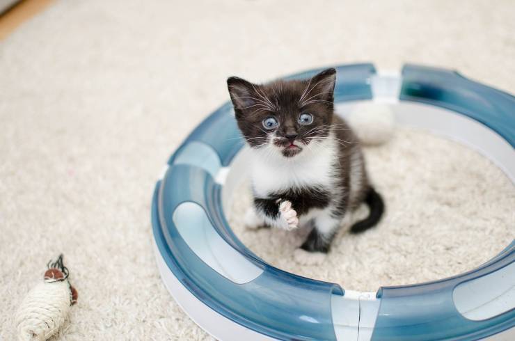 gatto