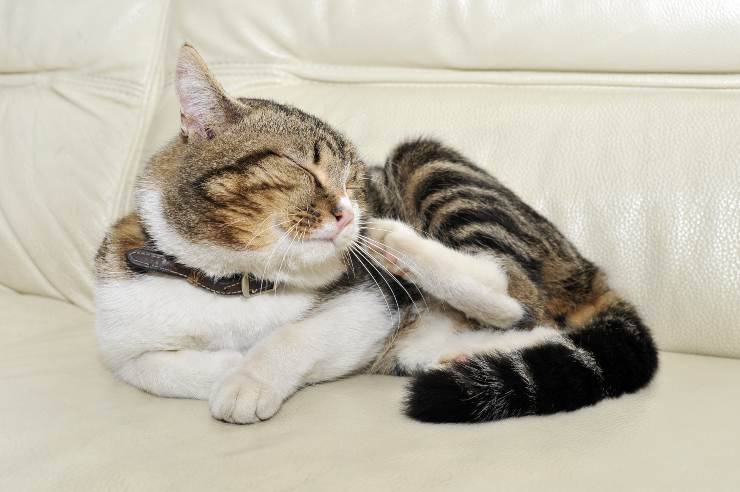 prurito nel gatto