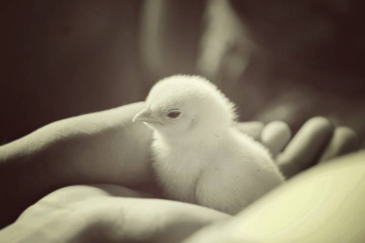pulcino gallina cucciolo