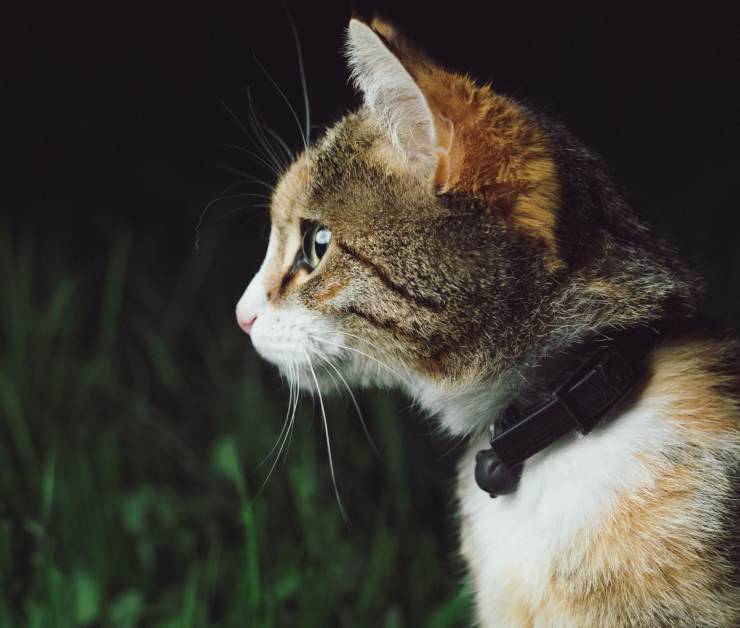 Comportamenti più strani del gatto
