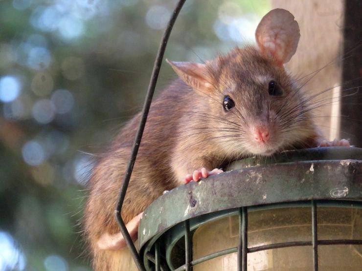 ratto
