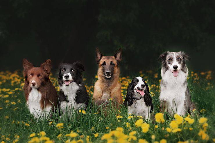 razze di cani
