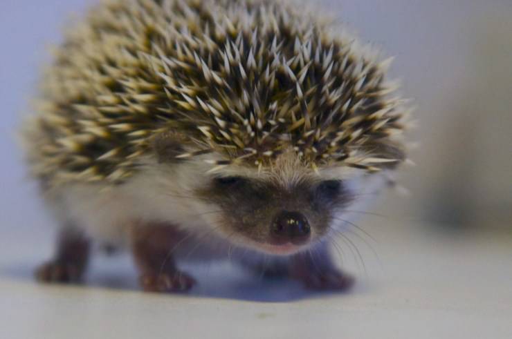 riccio anatroccolo animali con i cuccioli più belli