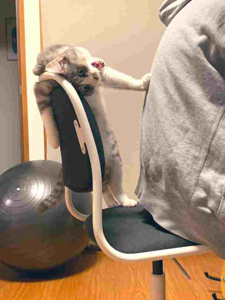 gatto sedia