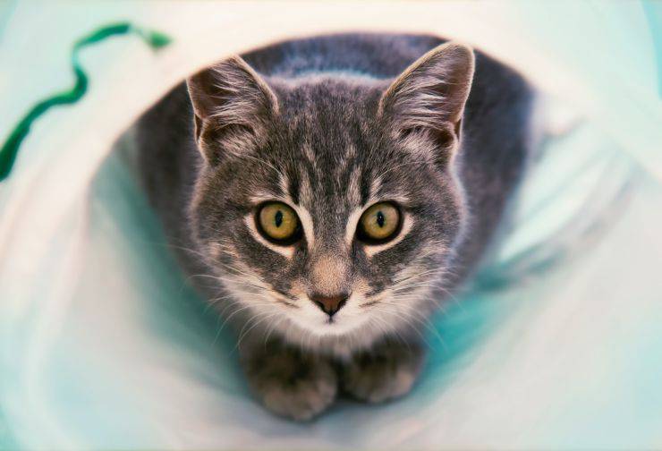 segnali salute gatto
