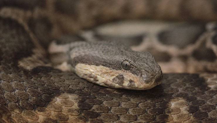 serpenti velenosi
