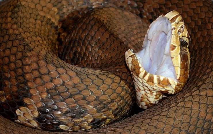 Serpente mocassino acquatico