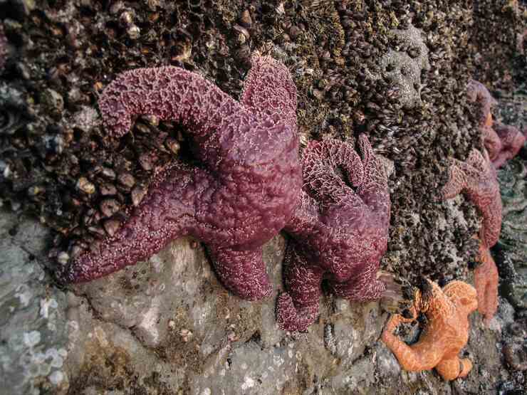 Stelle marine (Foto AdobeStock)