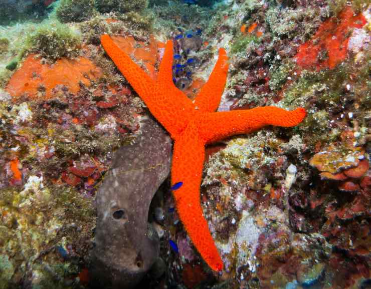 Stelle marine (Foto AdobeStock)