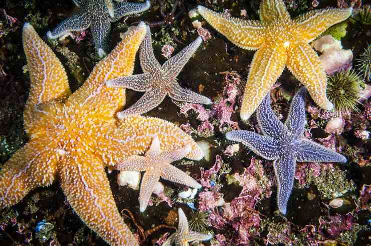Stelle marine (Foto AdobeStock)