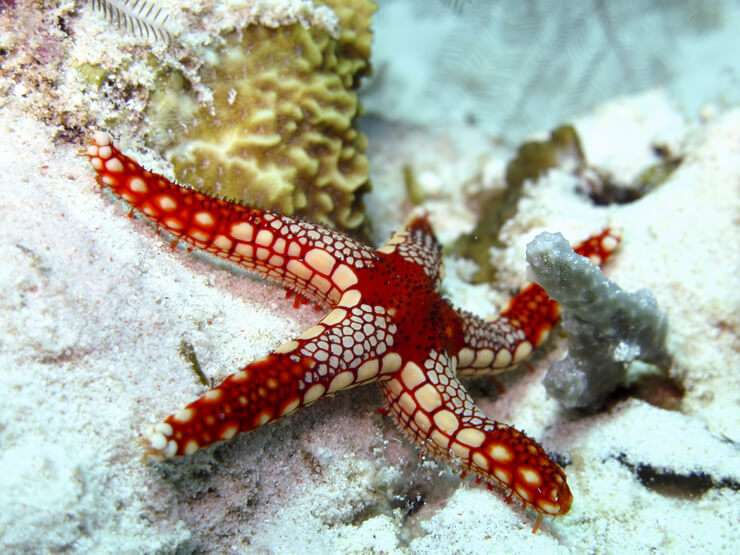Stelle marine (Foto AdobeStock)