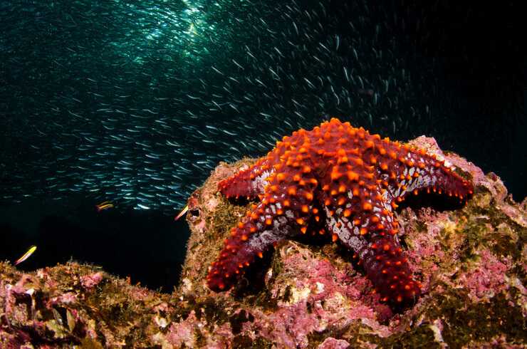 Stelle marine (Foto AdobeStock)