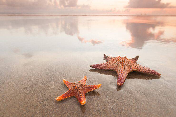 Stelle marine (Foto AdobeStock)