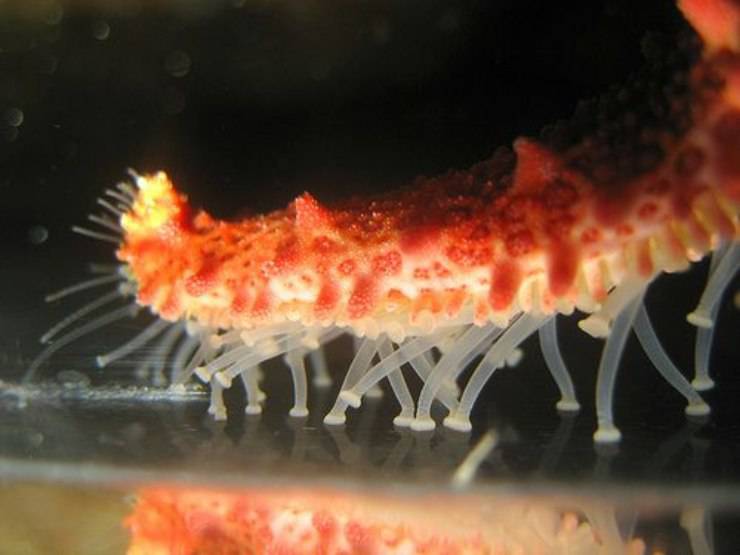 stella marina piedi tentacoli