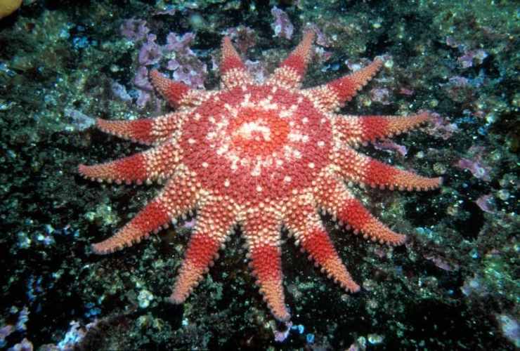 Stella marina a forma di sole 