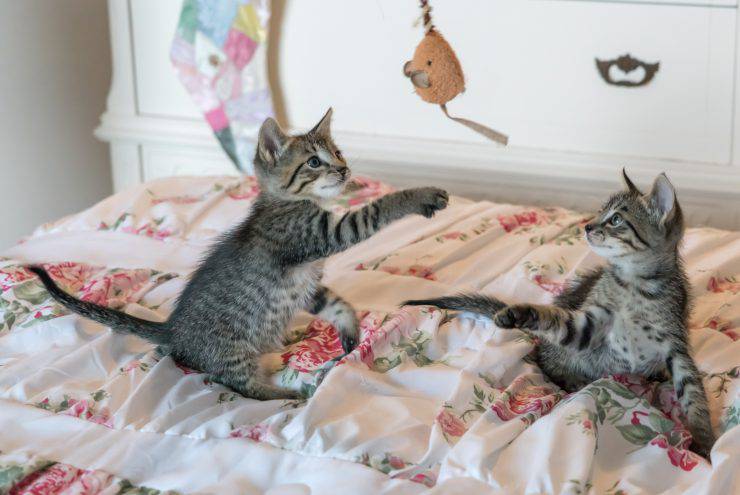 Giochi da fare con il gatto