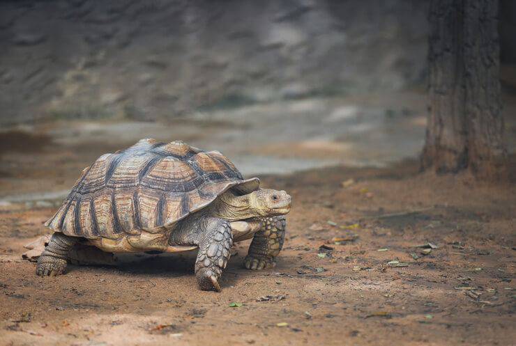 La nostra prima tartaruga domestica: come prepararci per il suo arrivo