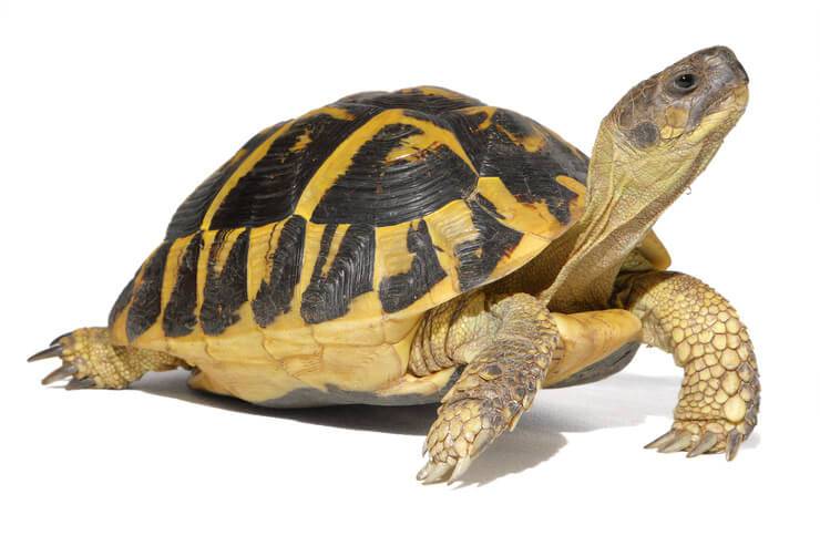 La nostra prima tartaruga domestica: come prepararci per il suo arrivo
