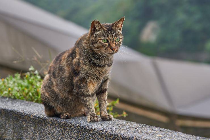Gatti ideali per i bambini