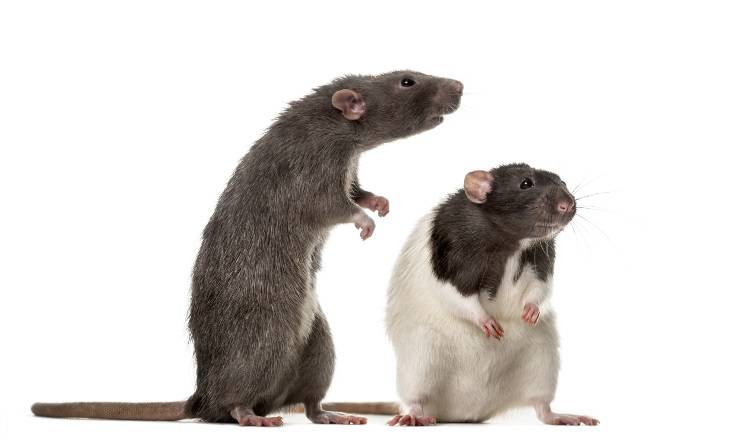 differenze tra topi e ratti