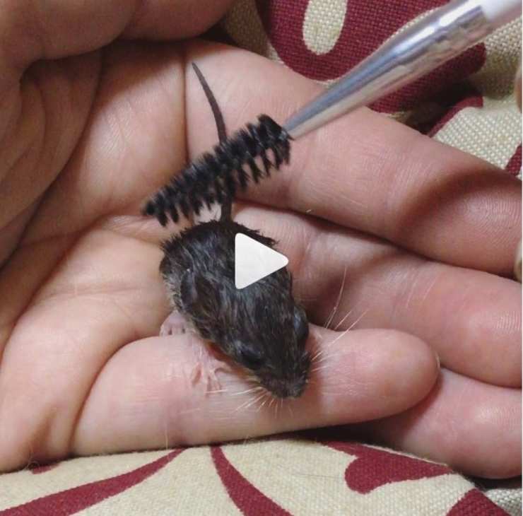 ratto
