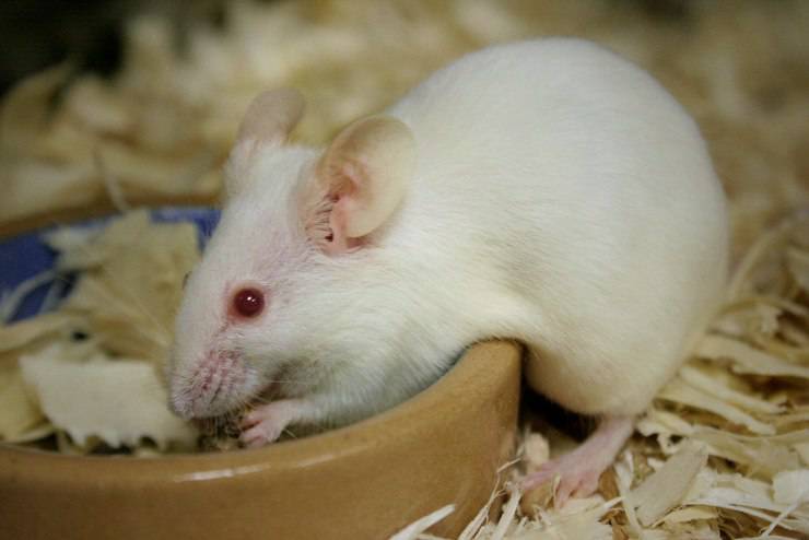 Il topo domestico diventa geloso