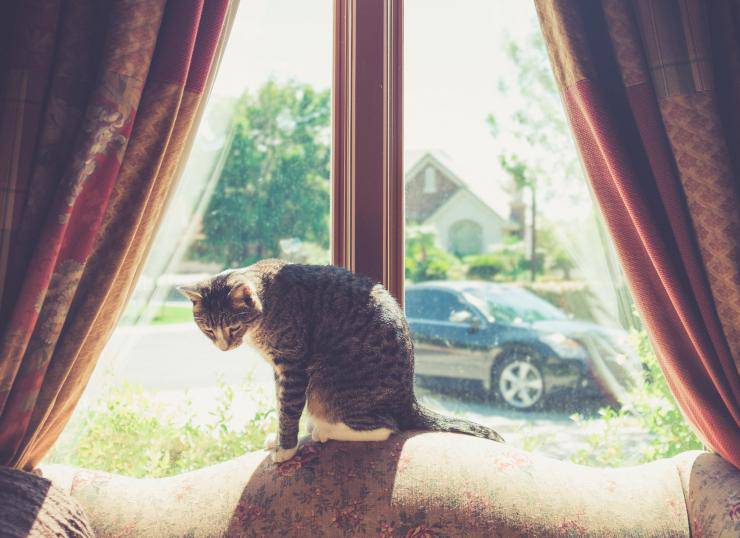 Come comunicare con un gatto ansioso e come alleviare il suo stress