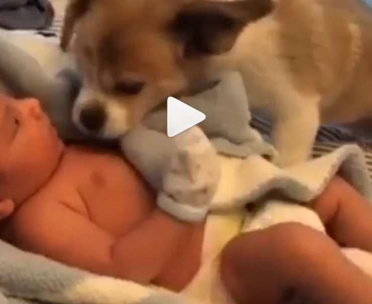 video cane bimbo