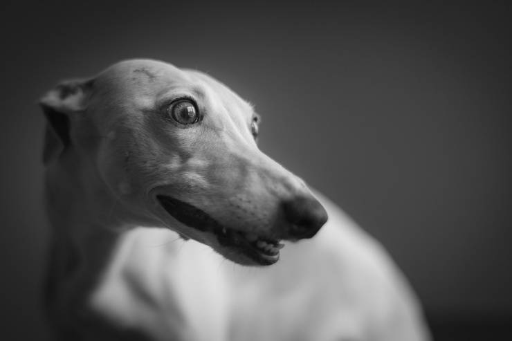 Whippet