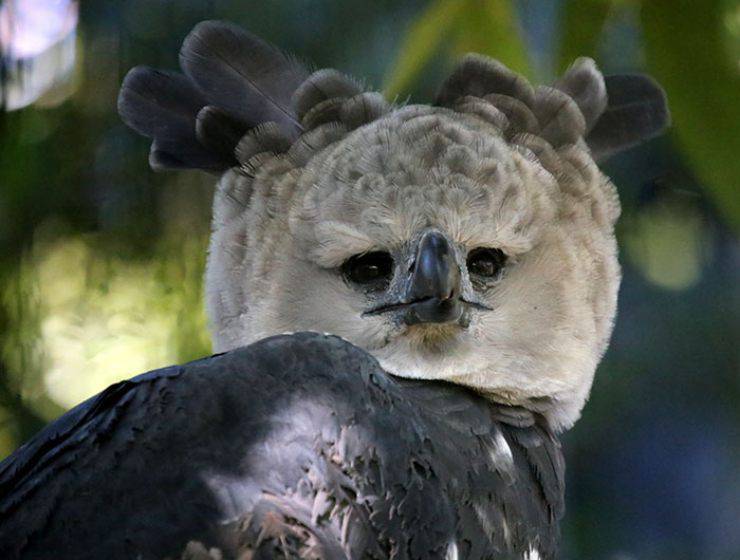 aquila arpia uccello rapace