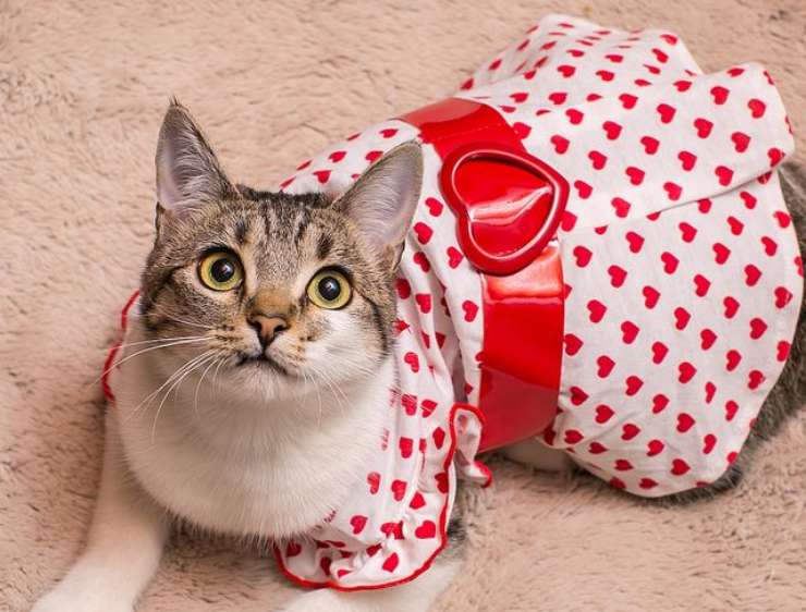Vestire il gatto