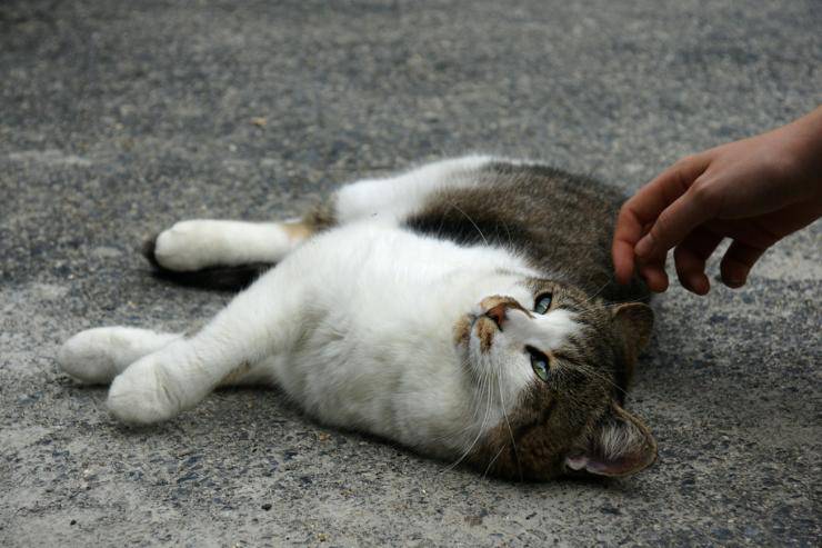 Come avvicinare un gatto sconosciuto e presentarsi in tutta sicurezza