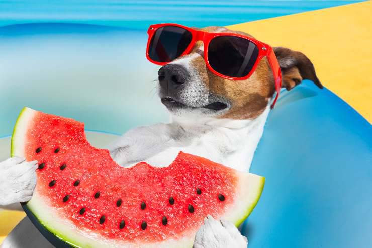 alimenti che rinfrescano il cane in estate