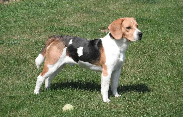 Restituisce cane adozione motivo
