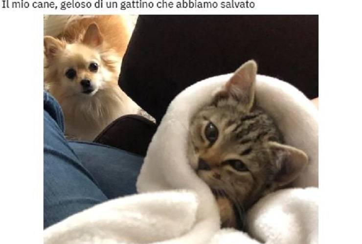 cane gatto gelosia
