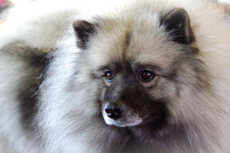 cane Keeshond