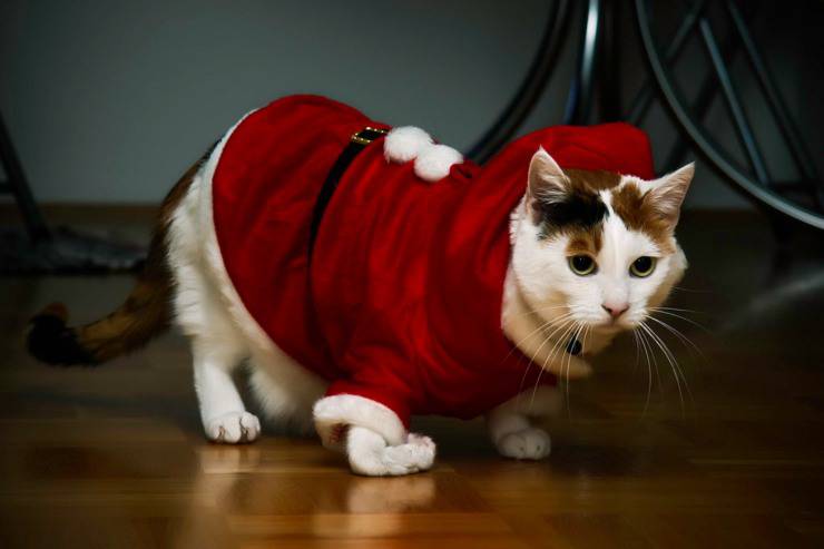 Vestire il gatto