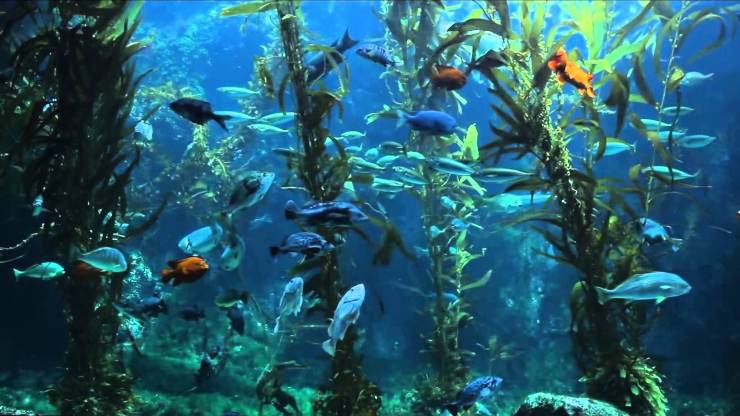 Guardare i pesci in un acquario: una vera e propria terapia per rilassarsi