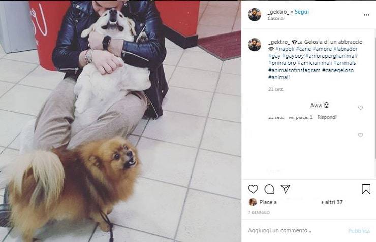 foto cani gelosi