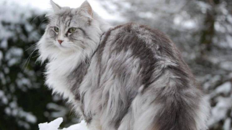 un meraviglioso gatto Norvegese delle Foreste Gatto Norvegese delle Foreste
