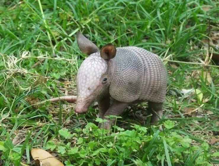 armadillo a nove fasce
