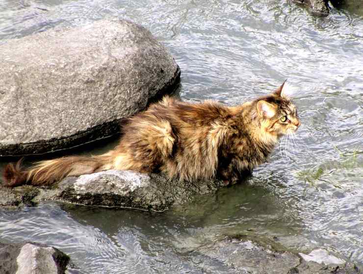 Gatto Norvegese delle Foreste