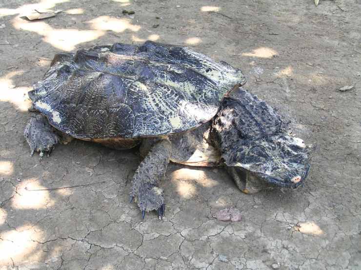 tartaruga mata mata