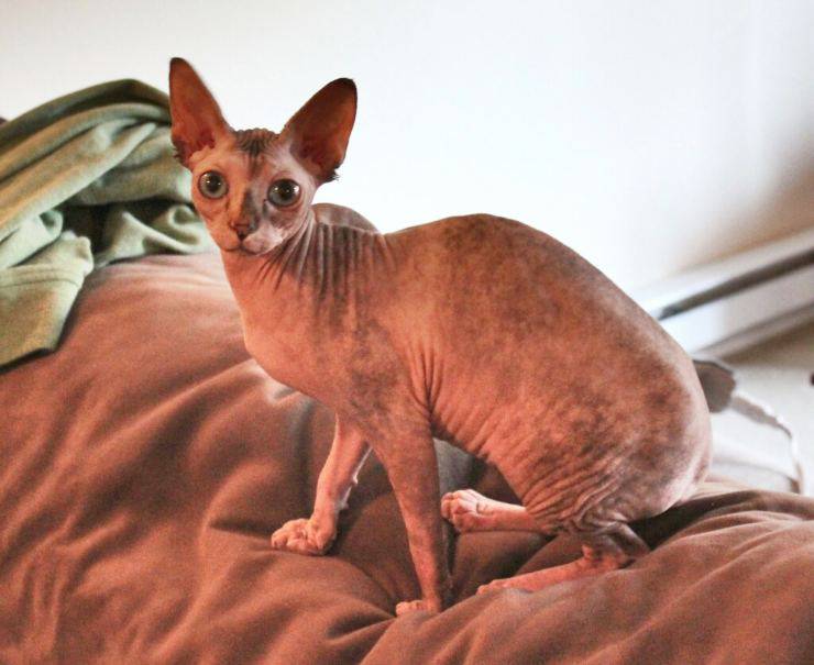 Prima di adottare uno Sphynx: quello che c’è da sapere su questo gatto