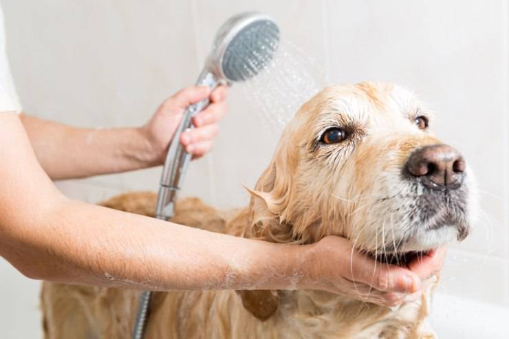 Come lavare il cane in casa senza sforzo