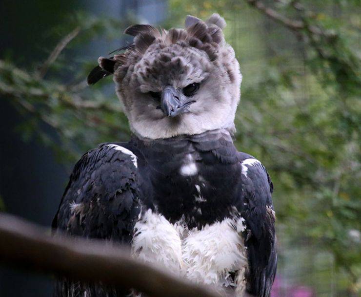 aquila arpia uccello rapace