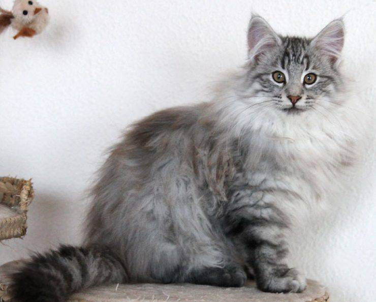 Gatto Norvegese delle Foreste